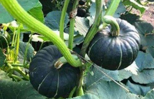 山东网红吃烧瓜视频,火辣滋味引发网友热议  第1张